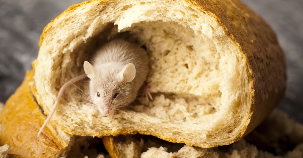Rato branco dentro de pão roído ilustra o perigo de doenças transmitidas por ratos.