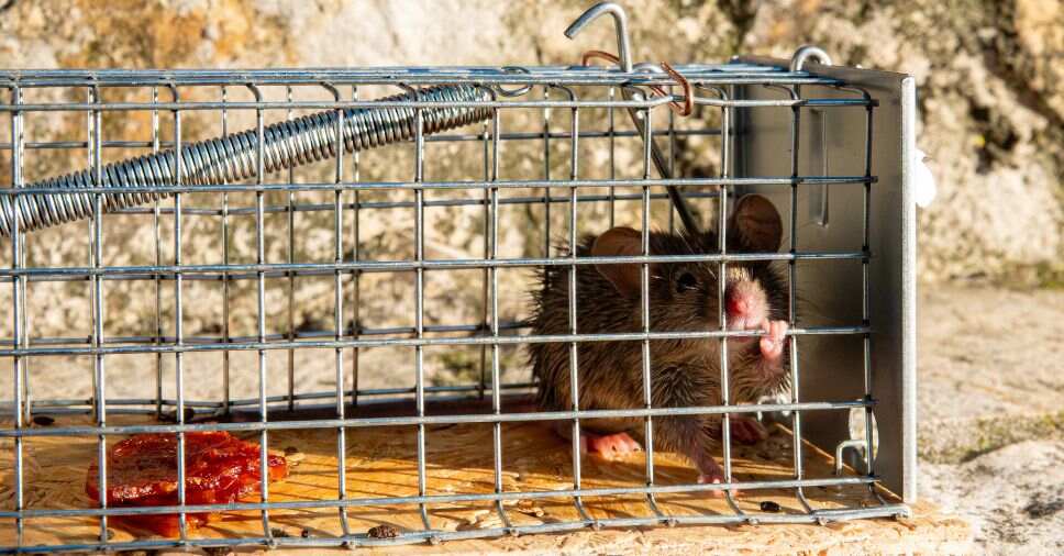 Rato preso em gaiola metálica demonstra o uso de iscas para pegar ratos.