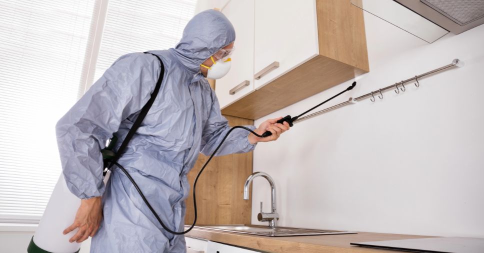 Detalhe de serviço de dedetização residencial focado em diferenças entre cupim e broca.