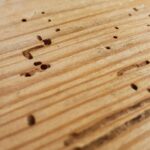 Madeira carcomida e cheia de furos evidencia infestação de cupim em apartamento.