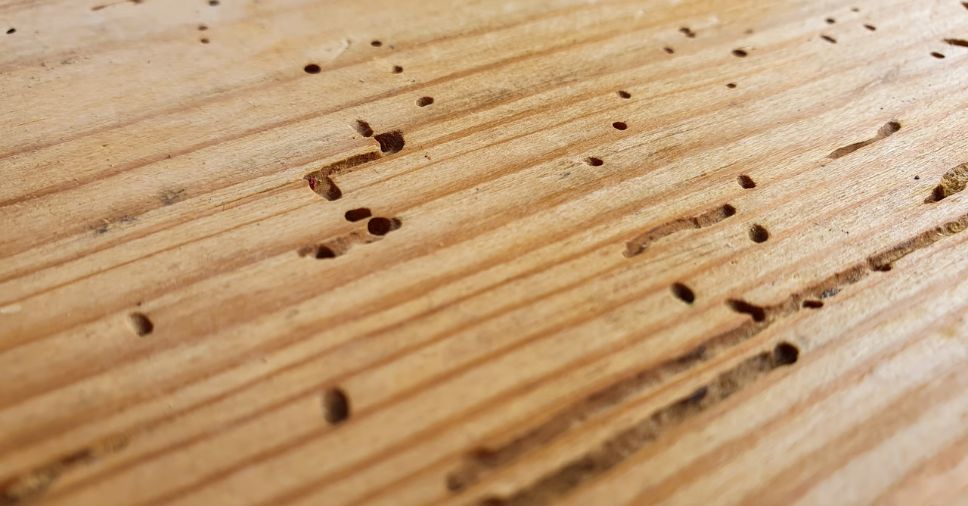 Madeira carcomida e cheia de furos evidencia infestação de cupim em apartamento.