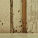 Formigas caminhando pelas frestas do azulejo exemplificam uma infestação silenciosa em casa.