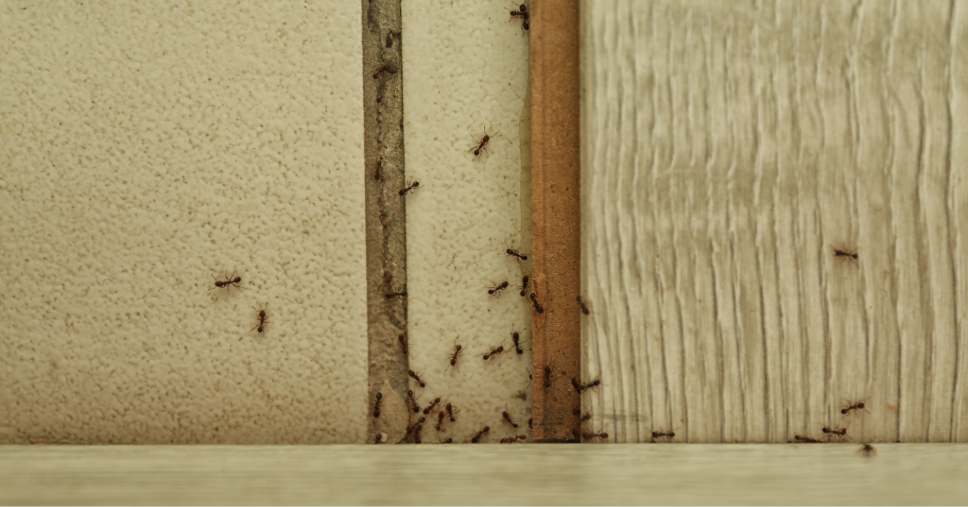 Como identificar os primeiros sinais de uma infestação silenciosa em casa