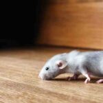 Rato rasteja no rodapé em busca de alimento no contexto de prevenção contra ratos em indústrias.