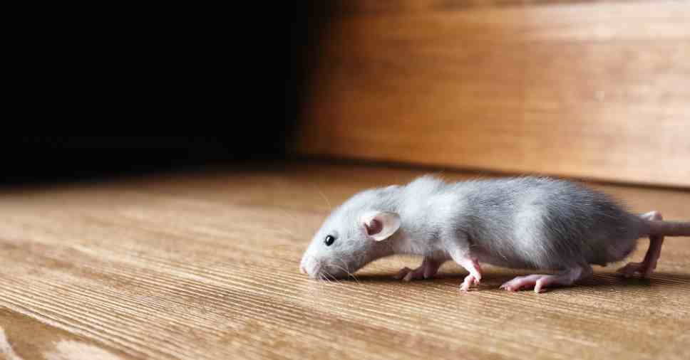 Rato rasteja no rodapé em busca de alimento no contexto de prevenção contra ratos em indústrias.